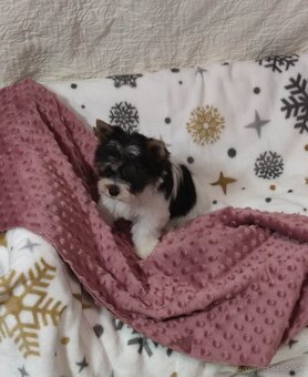 Yorkshire terrier s PP - 10