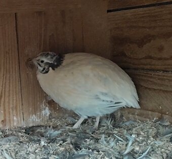 Kohuti prepelica japonska - 10