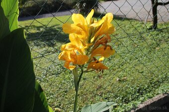 Kana indická - Canna indica - 10