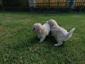 Predám šteniatka maltipoo - 10