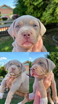 American bully xl s PP - 10
