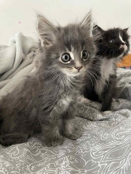 Predam Maine Coon (Mainská Myvália - 10