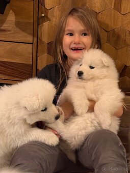 Samojed šteniatka - 10