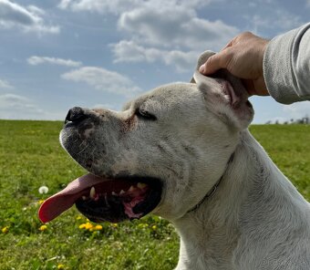 Argentínska doga štěňata, Dogo Argentino, REZERVACE - 10
