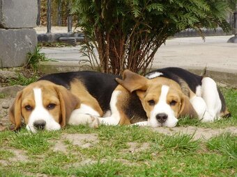 Bigel, bigl, beagle s PP - 10