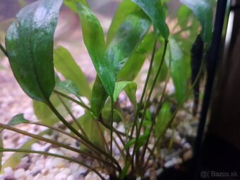 zabehnuté 54 litrové akvárium - 10