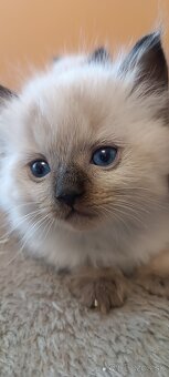 Ragdoll mačiatka, mačka - 10
