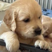 šteniatka Zlatého retrievera s PP - 10