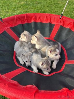 Steniatka sibirsky husky - 10