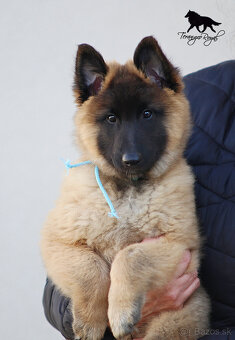 Belgický ovčiak Tervueren - šteniatka s PP na odber - 10