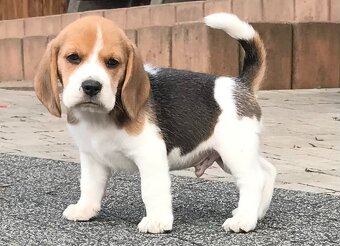 Bigl Bígel Beagle s PP FCI - 10