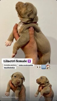 AMERICAN BULLY XL s PP - 10