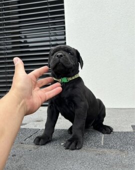 Americky bandog / Bandog - 10