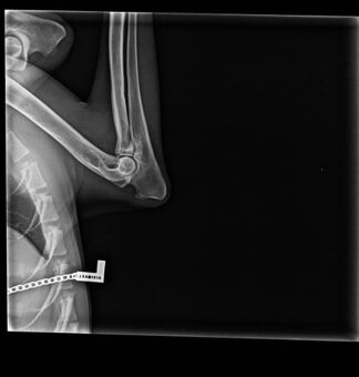 nemecký ovčiak - 10