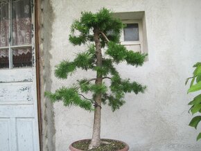 bonsai,bonsaj-hrab 7 - 10