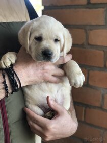 Labrador Retriever -šteniatka - 10