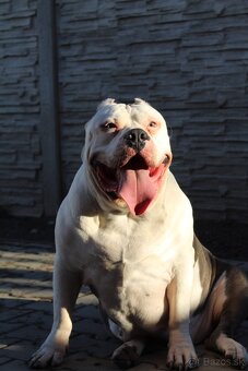 American Bully XL - 10