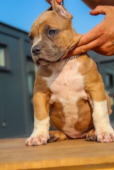 American Bully XL - 10
