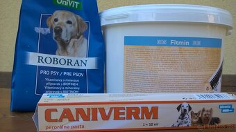 Zlatý retriever šteniatka - 10