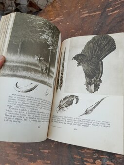 Predám knihu polovníctvo v obrazoch - 10