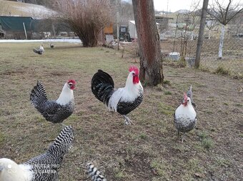 Nasadové vajíčka - 10