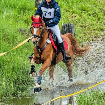 Sportovní pony klisna - 10