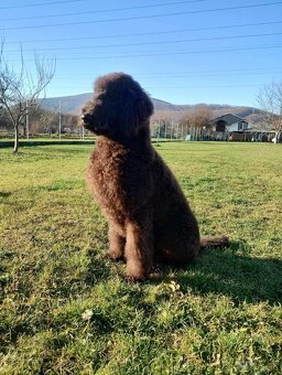 Labradoodle F1B - 10