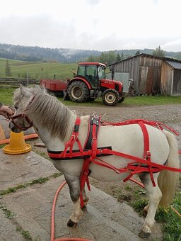 Poprsný nylonový postroj pre koňa modrý SHETLAND - 10