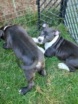 J&K bullys "ponúkame na predaj American bully XL - 10