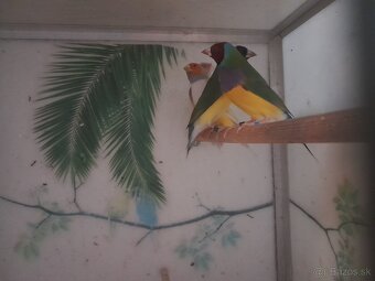 Amadina Gouldova - 10