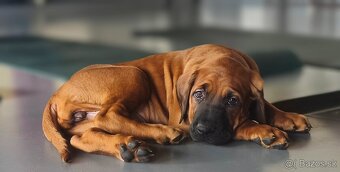 Tosa Inu s PP (FCI) - 10