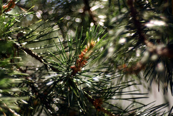 Bokeh Porst Color Reflex 50mm / F1,8 / M42 Japan - 10