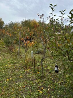 Záhrada vo Svätom Jure - 10