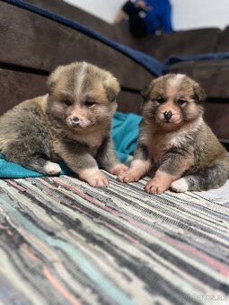 Šteniatka Akita Inu - 10