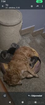 Darujem mačiatka - 10