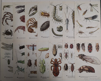 Atlas bezobratlých - 10