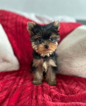 Yorkshire terrier, jorkšírsky teriér s PP FCI - 10