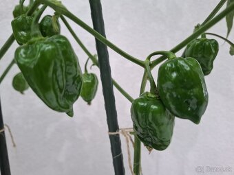 Chilli semená - 10