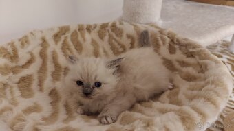 Ragdoll - 10