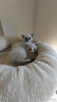 Ragdoll - 10