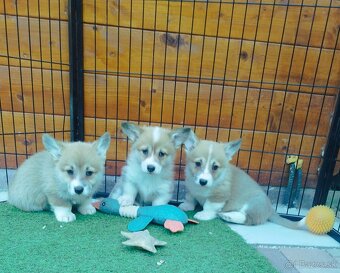 Welsh corgi - 10