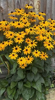 Čemerica, Iris, Liatria, Fakľovka, Hosta, Rudbekia...... - 10