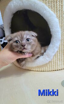 Škótske mačiatka s PP/ F. TICA 5 - 10