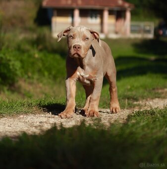 American Bully XL (Pitbull XXL) - - 10