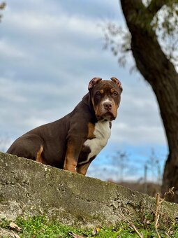 American Bully XL (Pitbull XXL) - 10