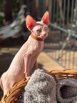 Kanadsky Sphynx - 10