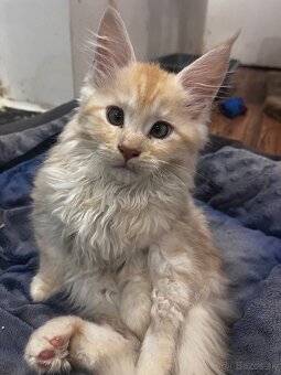 maciatko Fenix s PP/maine coon - 10