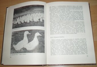 Chov husí a kačíc - 10