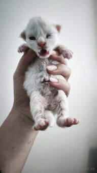 ❤️❤️❤️Maine coon mačiatka mainska myvala mačka ❤️❤️❤️ - 10