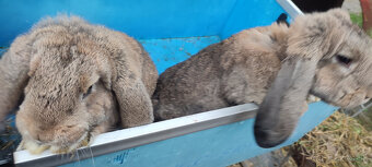 Predám zajacov FB - 10